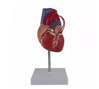 Modèle anatomique de cœur humain 1:1 grandeur nature pour étude de cardiologie démontrant l'anatomie de pontage