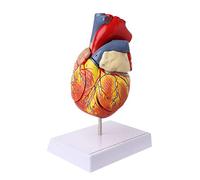 Modèle anatomique de cœur humain démonté, anatomie, organes médicaux, viscères, modèle médical