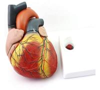 Modèle anatomique de cœur humain, modèle de simulation de cœur agrandi 4X avec signe numérique, outils pédagogiques de démonstration d'anatomie cardiaque amovibles