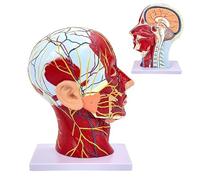 Modèle anatomique de demi-tête humaine grandeur nature, modèle d'étude cerveau-cou, gradient de flux sanguin nerveux à usage pédagogique A