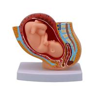 Modèle anatomique de développement fœtal de grossesse avec modèle d ' anatomie du bassin féminin détachable pour bébé à terme pour l ' aide pédagogique étudiants en soins infirmiers en obstétrique