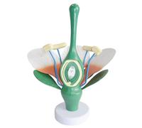Modèle anatomique de fleur de pêcher, structure de fleur de dicotylédone agrandie 6X avec indicateurs numériques, modèle d'affichage for l'enseignement des sciences biologiques