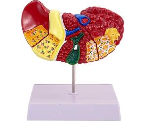 Modèle anatomique de foie humain, modèle éducatif détachable de pathologie de cirrhose du foie humain, texture claire et caractéristiques pathologiques, for l'affichage de la recherche en