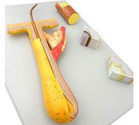 Modèle anatomique de follicule pileux humain agrandi 700X - 4 parties for une utilisation pédagogique en maquillage et en formation beauté