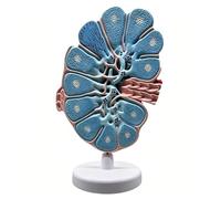Modèle anatomique de ganglion lymphatique agrandi humain, modèle de microstructure de ganglion lymphatique avec structure de valve de vaisseau lymphatique coupée longitudinalement