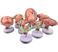 Modèle anatomique de gestation d'embryon d'utérus de grossesse en 8 pièces | Ensemble de modèles de développement du fœtus humain, avec base for affichage d'enseignement en e biologie