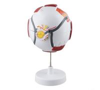 Modèle anatomique de globe oculaire pour l'éducation scientifique, anatomie de l'œil humain grossissant 6x avec pièces détachables, aide à l'enseignement des yeux en PVC compatible avec la physiologie