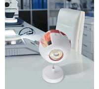 Modèle anatomique de globe oculaire pour l'éducation scientifique, structure de l'œil humain élargi 6x/3x avec pièces détachables, œil de simulation en PVC pour thé (3X)