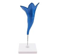 Modèle anatomique de gloire du matin Modèle de fleur détachable avec coupe transversale Outil pédagogique d'autopollinisation avec base d'affichage