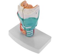 Modèle Anatomique de Gorge Humaine Précis en Pvc pour Enseignement