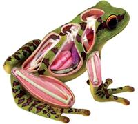 Modèle anatomique de grenouille 4D, squelette et organes, kit de dissection simulée avec 31 parties détachables pour l'enseignement de la biologie