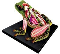 Modèle anatomique de grenouille 4D Vision, squelette anatomique de grenouille, kit de dissection simulée, 31 organes et parties du corps détachables, for écoles, hôpitaux et formations