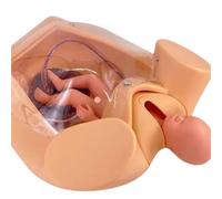Modèle anatomique de grossesse humaine, simulateur de formation de démonstration d'accouchement sur mannequin avec bassin, fœtus, utérus, sac amniotique, placenta et cordon ombilical,
