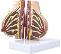 Modèle anatomique de gynécomastie, simulation d'allaitement humain, modèle anatomique avec indicateur numérique, pour la communication du patient et les aides à la formation médicale
