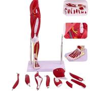 Modèle anatomique de jambe humaine avec 13 pièces détachables pour étude | Modèle d'anatomie de jambe humaine détaillé avec 13 pièces détachables pour un usage éducatif et une étude anatomique