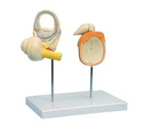 Modèle anatomique de l ' oreille pour l ' étude de l ' anatomie | Outil pédagogique de modèle d ' oreille interne humaine pour l ' étude médicale, modèle cochléaire de membrane