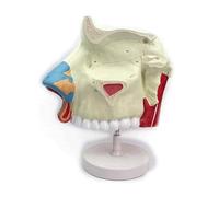 Modèle anatomique de la cavité nasale agrandi 3 fois, squelette des sinus nasaux grandeur nature, modèle pédagogique médical détaillé for les études ORL Humain Amovible des