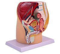Modèle anatomique de la cavité pelvienne masculine. Modèle anatomique des organes reproducteurs masculins pour la formation et les démonstrations obstétricales. Modèle anatomique pour la formation