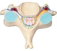Modèle anatomique de la cinquième section de la vertèbre cervicale humaine, avec moelle épinière, modèle de nerf de la colonne vertébrale grossissant 7X, for l'étude en e sciences.