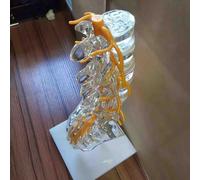 Modèle anatomique de la colonne lombaire, du sacrum et du coccyx présentant une hernie discale ; modèle anatomique de la colonne vertébrale humaine destiné à l'étude,