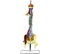 Modèle anatomique de la colonne vertébrale de 85 cm | With Herniated Disk Nerves Arteries Pelvis and Muscle for Medical Teaching