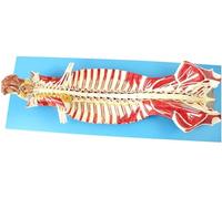 Modèle Anatomique de la Colonne vertébrale Humaine Modèle de Nerf Spinal dans Le Canal rachidien Sciences de l'anatomie du Cerveau et des nerfs crâniens Enseignement en Classe