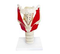 Modèle anatomique de la gorge et du larynx, for illustrer la structure et la fonction