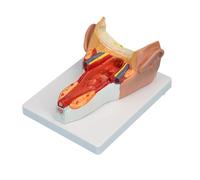 Modèle anatomique de la gorge humaine, aide à l'entraînement pédagogique, muscle anatomique de la paroi pharyngée, modèle d'entraînement pour les organes humains