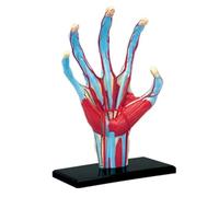 Modèle Anatomique de la Main Humaine, Muscle vasculaire, modèle Anatomique, 28 pièces détachables, modèle d'enseignement médical, modèle Anatomique d'organe Humain for l'éducation