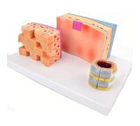 Modèle anatomique de la paroi trachéale et du larynx, modèle anatomique de la structure de la trachée, for la recherche médicale