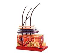 Modèle anatomique de la peau humaine en 18 parties : structure détaillée couche par for formation dermatologie, chirurgie esthétique et plastique