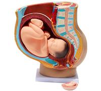 Modèle Anatomique De La Section Pelvienne Humaine - Modèle D'anatomie Sagittale Du Système Reproducteur - Avec Organes Amovibles, Comprend Un Support, Un Homme, Des Modèles Médicaux Et Du Matériel Édu