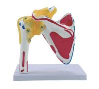 Modèle anatomique de la structure des nerfs de l'épaule et des nerfs musculaires Modèle d'anatomie de l'épaule humaine pour l'entraînement éducatif