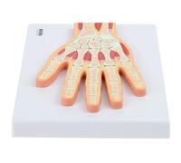 Modèle anatomique de la structure des sections musculaires squelettiques de l'articulation de la main utilisé dans l'enseignement médical et la communication médecin-patient