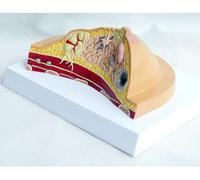 Modèle anatomique de la structure du contour du sein féminin Maladies anatomiques Cancer Modèle pathologique du sein Modèle anatomique transversal pathologique du sein