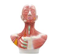 Modèle Anatomique de la tête et des Muscles faciaux Humains, modèle Anatomique du Cou, de la tête et de la Poitrine pour la Formation, l'apprentissage et Le Dessin dans Un Centre d