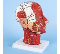Modèle anatomique de la tête et du cou humains, modèle médical, anatomie squelette, 28,5 × 20 16 cm