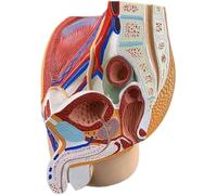 Modèle anatomique de l'appareil génital féminin avec bassin, vessie et rectum - Outil pédagogique for les études et l'enseignement médicaux(Male)