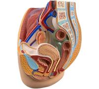 Modèle anatomique de l'appareil génital féminin avec bassin, vessie et rectum - Outil pédagogique for les études et l'enseignement médicaux(Female)
