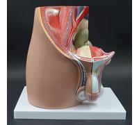 Modèle anatomique de l'appareil reproducteur masculin adulte - Muscles pelviens détaillés avec organes amovibles