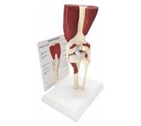 Modèle anatomique de l'articulation du genou avec muscles et ligaments - Modèle d'enseignement anatomique pour l'éducation physiologique, le bureau des médecins et l'affichage de la salle de classe