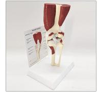Modèle anatomique de l'articulation du genou humain avec ligaments, modèle de flexion du genou avec des muscles, outil éducatif