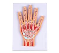 Modèle anatomique de l'articulation du poignet en PVC imprimé 3D de haute précision avec couche amovible pour l'éducation médicale et l'entraînement du poignet Modèle d'anatomie articulaire