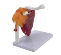 Modèle anatomique de l'articulation musculaire des épaules pour révéler les muscles des rotateurs du brassard aux muscles sous-capillaires