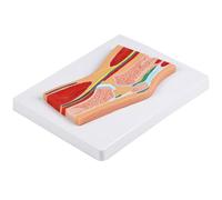 Modèle anatomique de l'articulation rotulienne du genou avec ligaments musculaires détaillés pour entraînement clinique et démonstration en salle de classe Modèle de genou dissécable