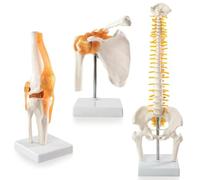 Modèle anatomique de l'articulation trinu ire humaine 1:1 pour l'éducation médicale, la physiothérapie, l'introduction des patients, la recherche