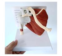 Modèle anatomique de l'épaule humaine avec muscle, modèle anatomique médical du ligament de l'articulation de l'épaule, 18x14x18cm