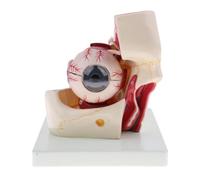 Modèle anatomique de l'œil humain à grossissement 3X for l'enseignement des sciences - Support amovible inclus