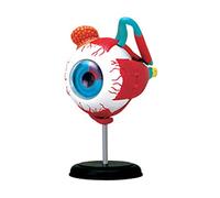 Modèle anatomique de l'œil humain, boule oculaire orbite amovible, 32 pièces, outil pédagogique, modèle anatomique, globe oculaire, anatomie médicale, agrandi