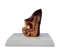 Modèle anatomique de l'oreille du chien : comparaison entre un modèle pathologique et sain, détachable for la formation vétérinaire